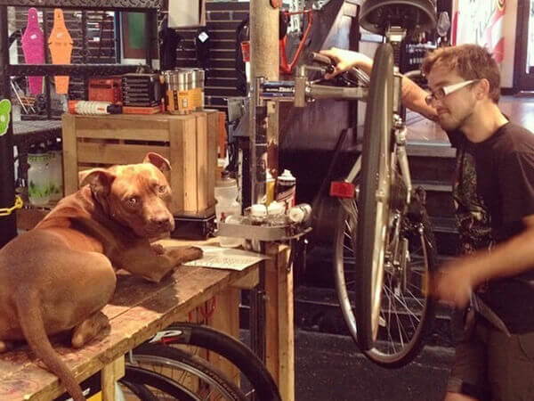 Dog on table next to bike mechanic working on bike in repair stand