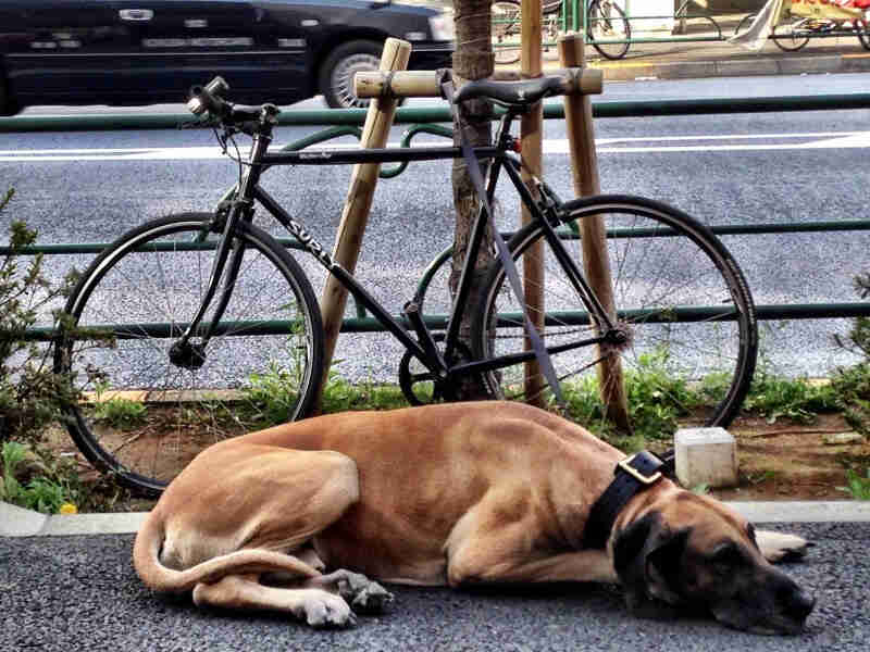 Left side view of a black Surly bike leaning on a tree, next to a dog on a sidewalk, with a city street in background