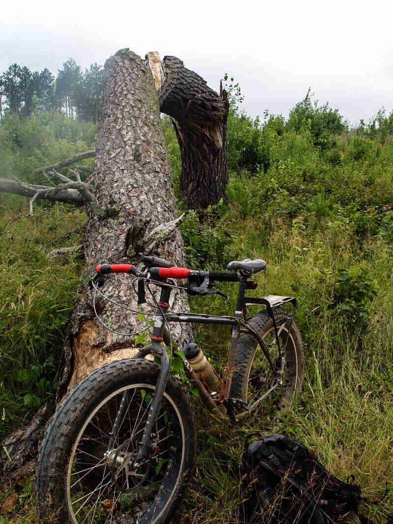 Front left side view of a Surly Pugsley fat bike, parked in a field on tall weeds in front of a down tree
