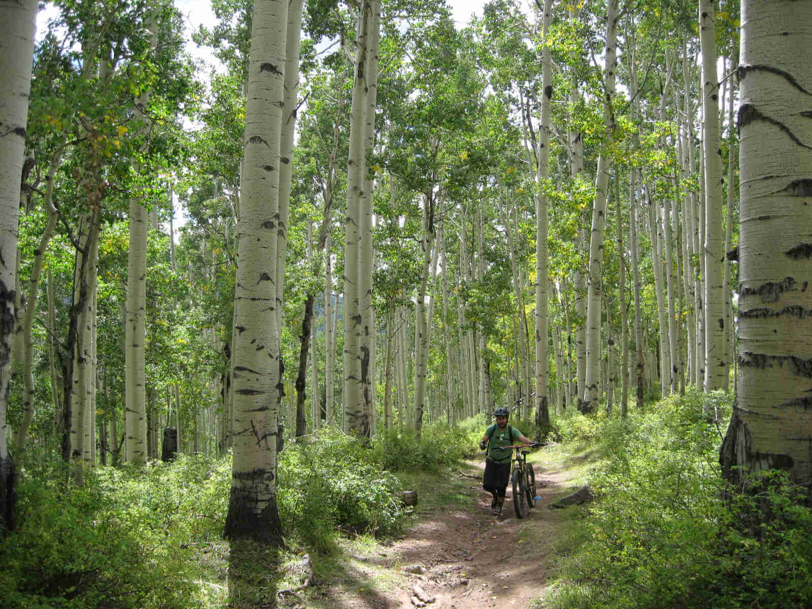 Front view of cyclist, walking their Surly Instigator bike, on a dirt trail in an aspen tree forest