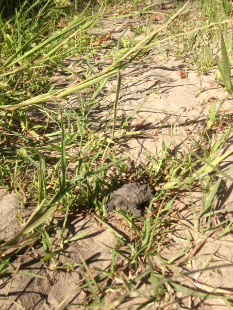 Downward view of a baby snapping turtle, laying on a grassy sand area