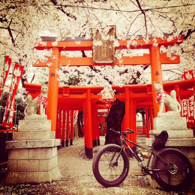 Left side view of a black Surly Pugsley fat bike, parked in front of asian style arches with cherry blossom trees above